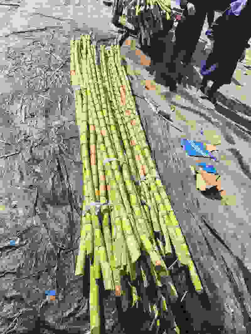 基地直批黄金甘蔗均匀现货