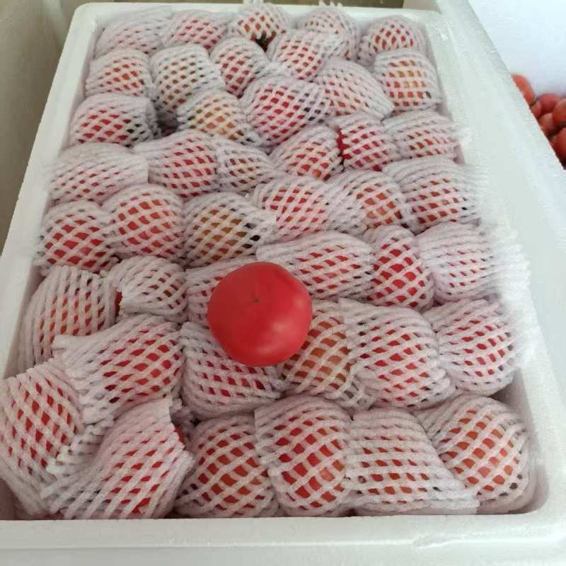 布莱尼高糖番茄，量小，欢迎老板们骚扰