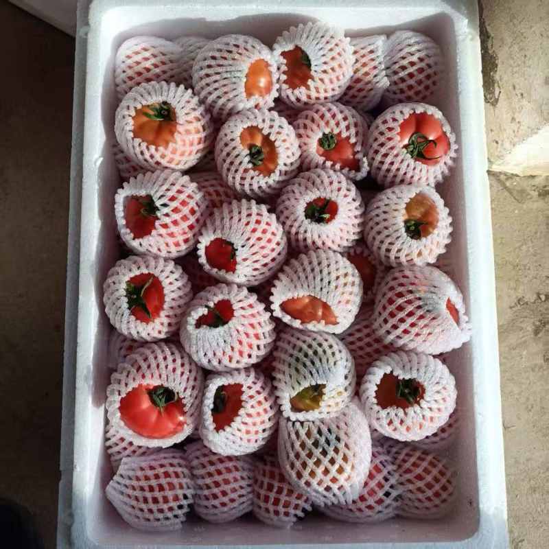 布莱尼高糖番茄，量小，欢迎老板们骚扰