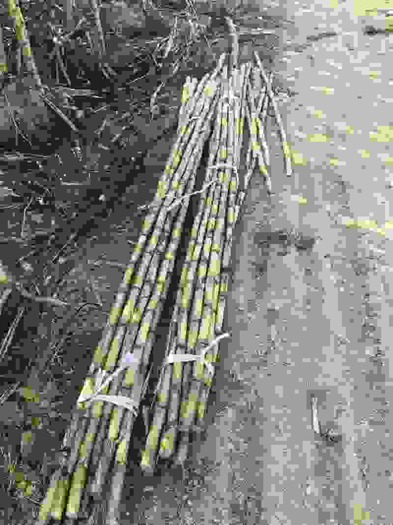小条榨汁甘蔗