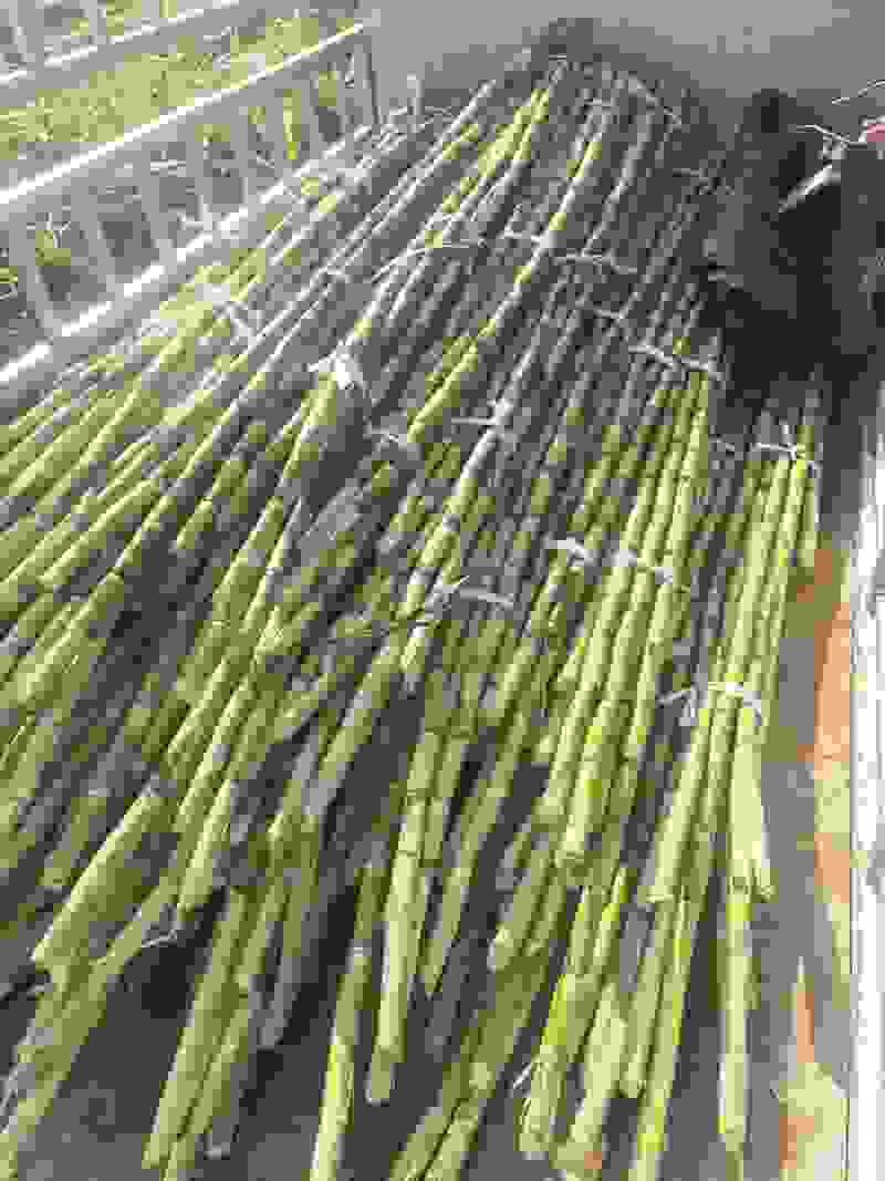 小条榨汁甘蔗