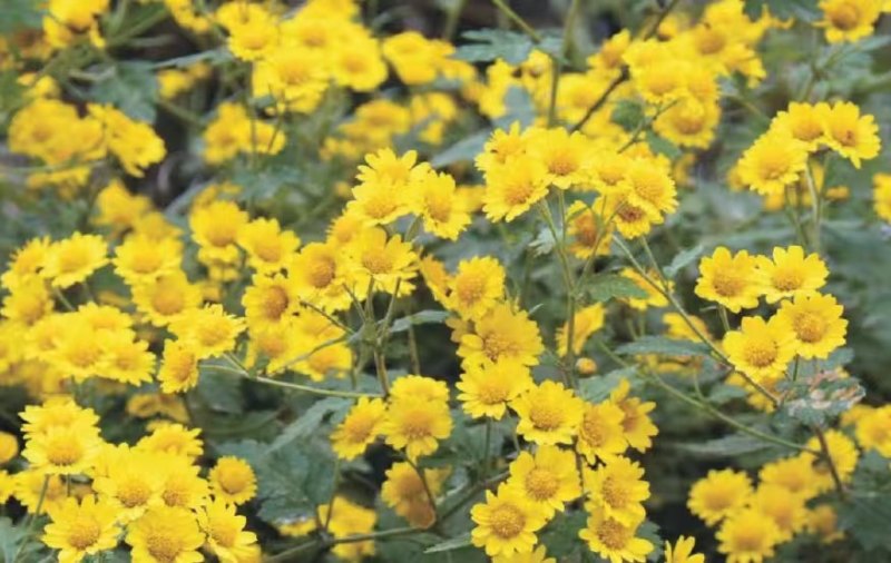 药用野菊花