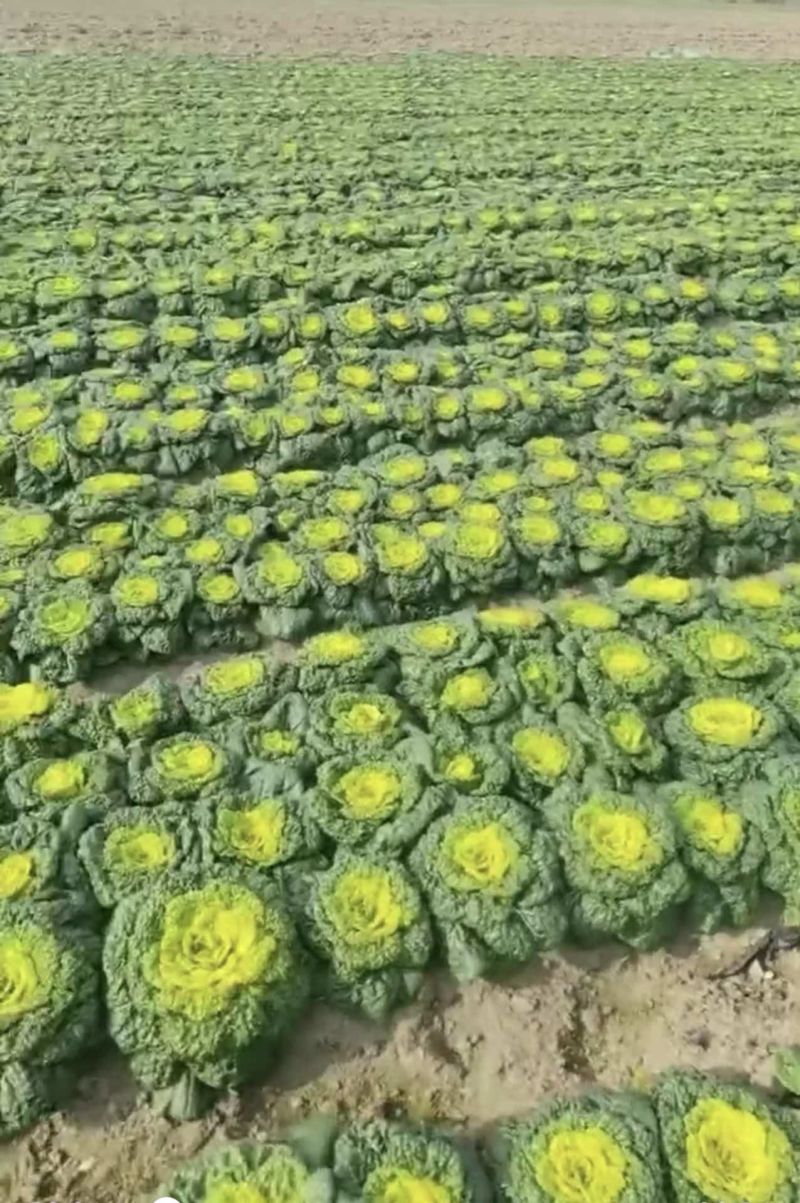小菠菜