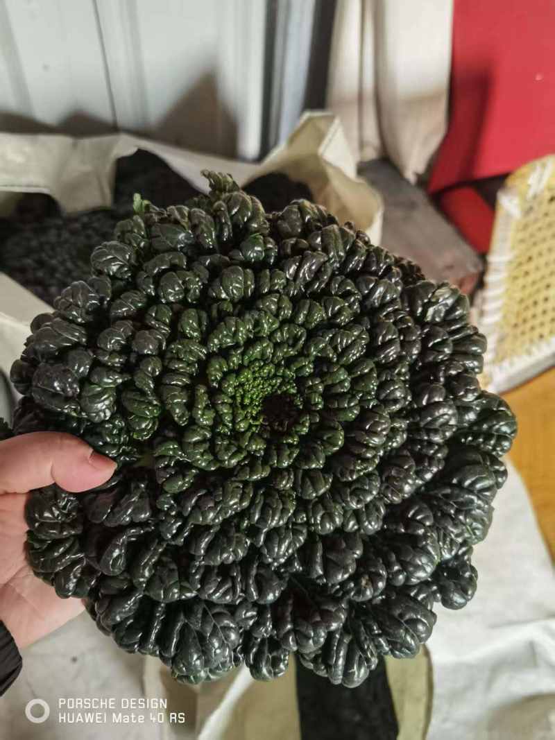 小菠菜