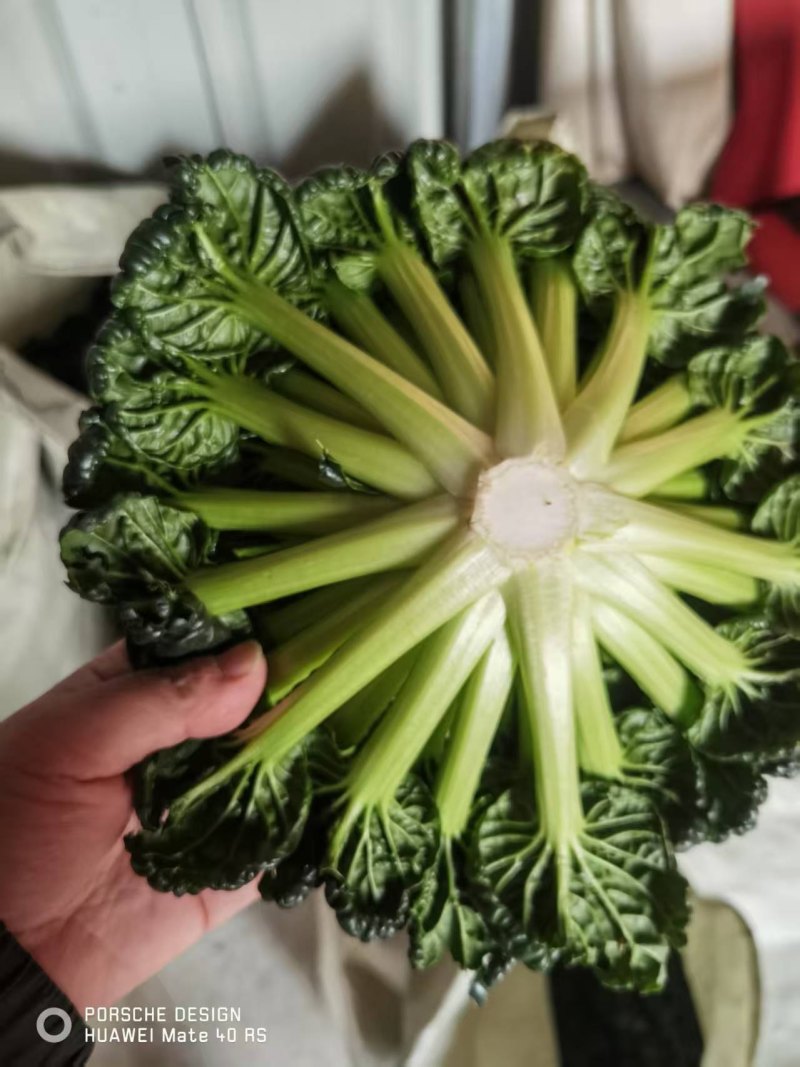 小菠菜