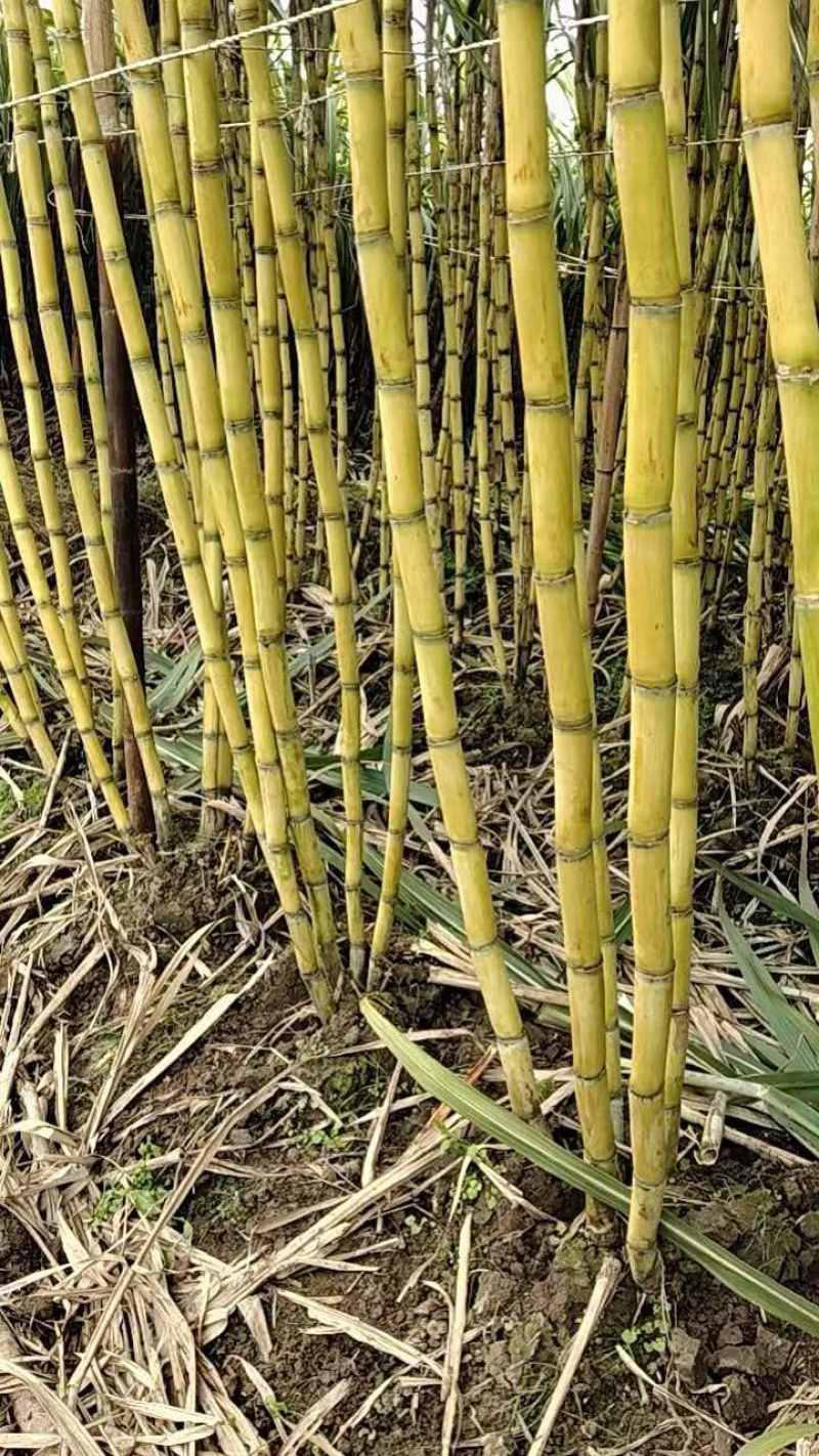湖北产区甘蔗大量上市了