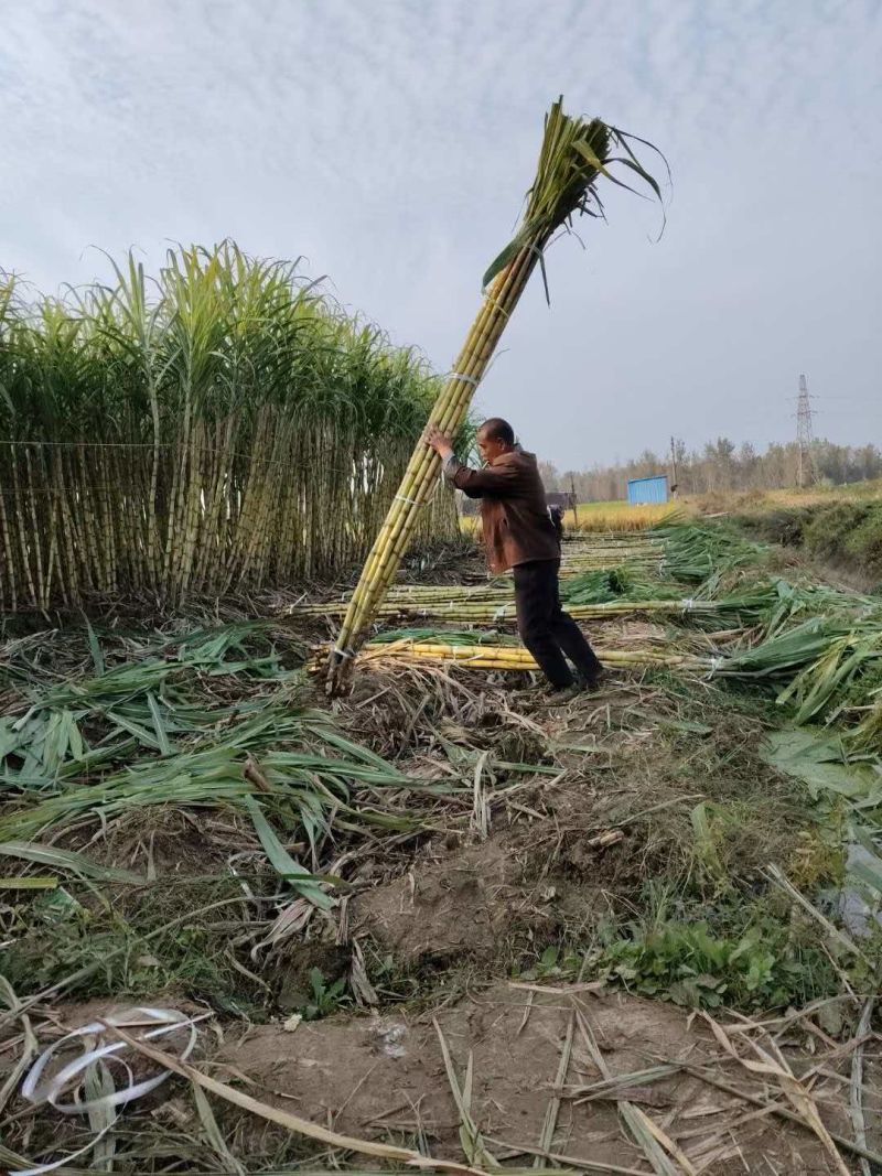 湖北产区甘蔗大量上市了