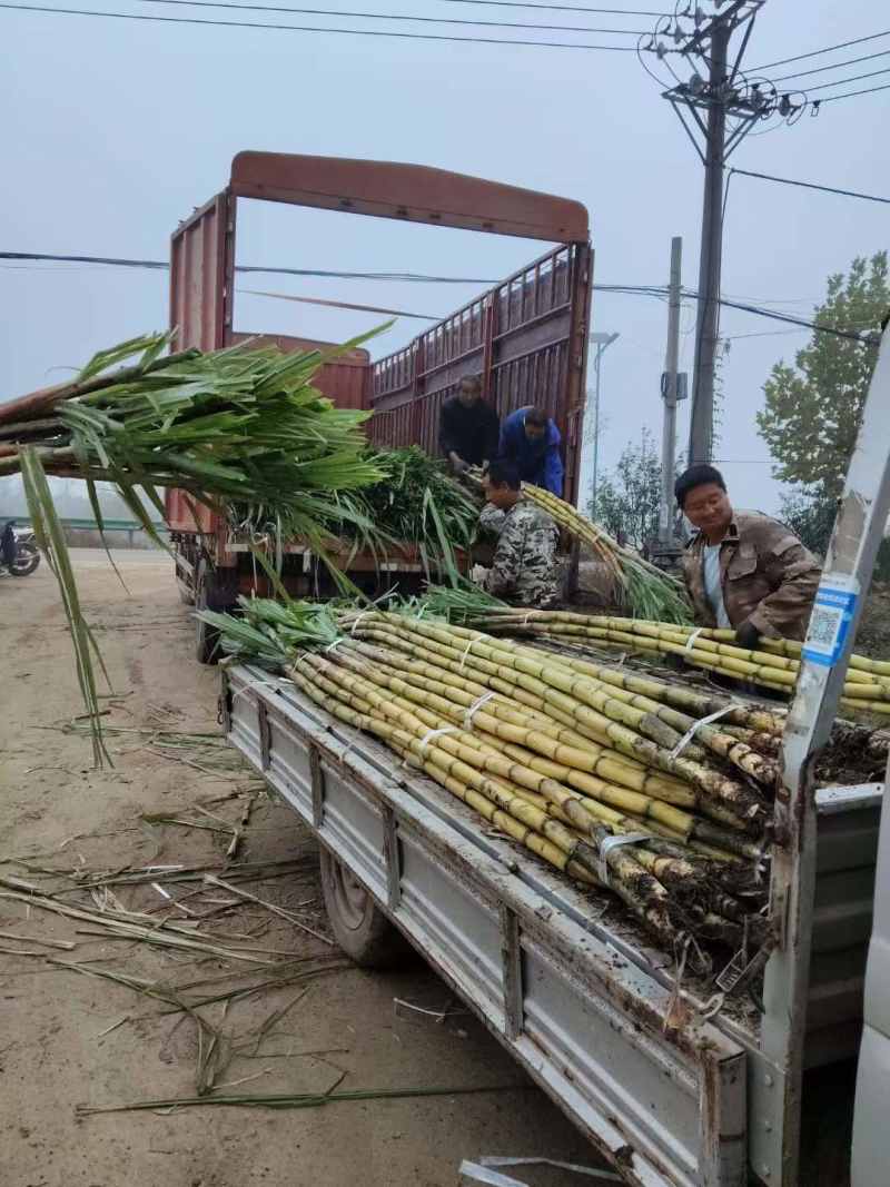 湖北产区甘蔗大量上市了