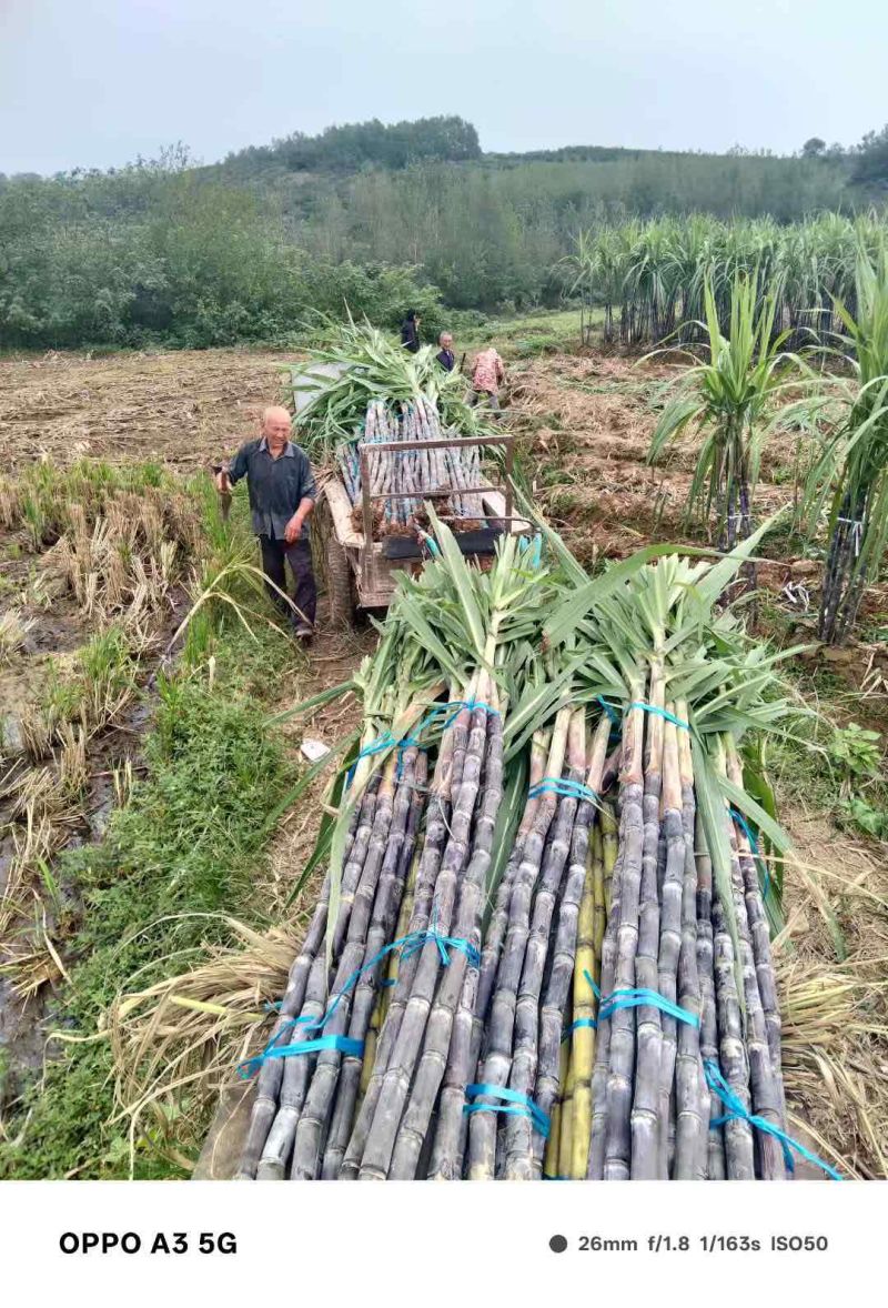 湖北产区甘蔗大量上市了