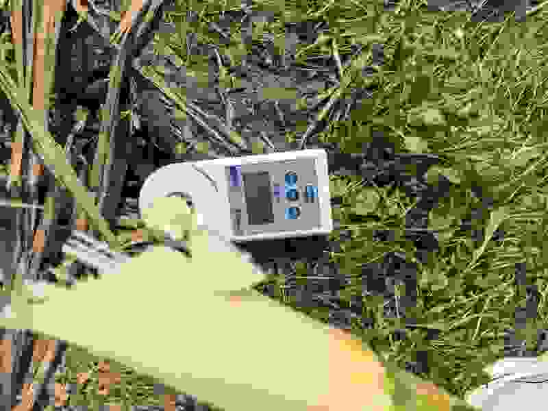 湖北产区甘蔗大量上市了