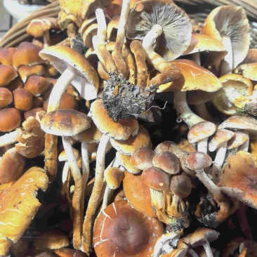 野生青岗菌，有意向的老板可以联系