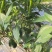 94螺丝椒基地货大量上市