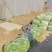 94螺丝椒基地货大量上市