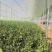 94螺丝椒基地货大量上市