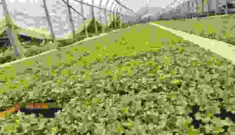 油麦菜苗