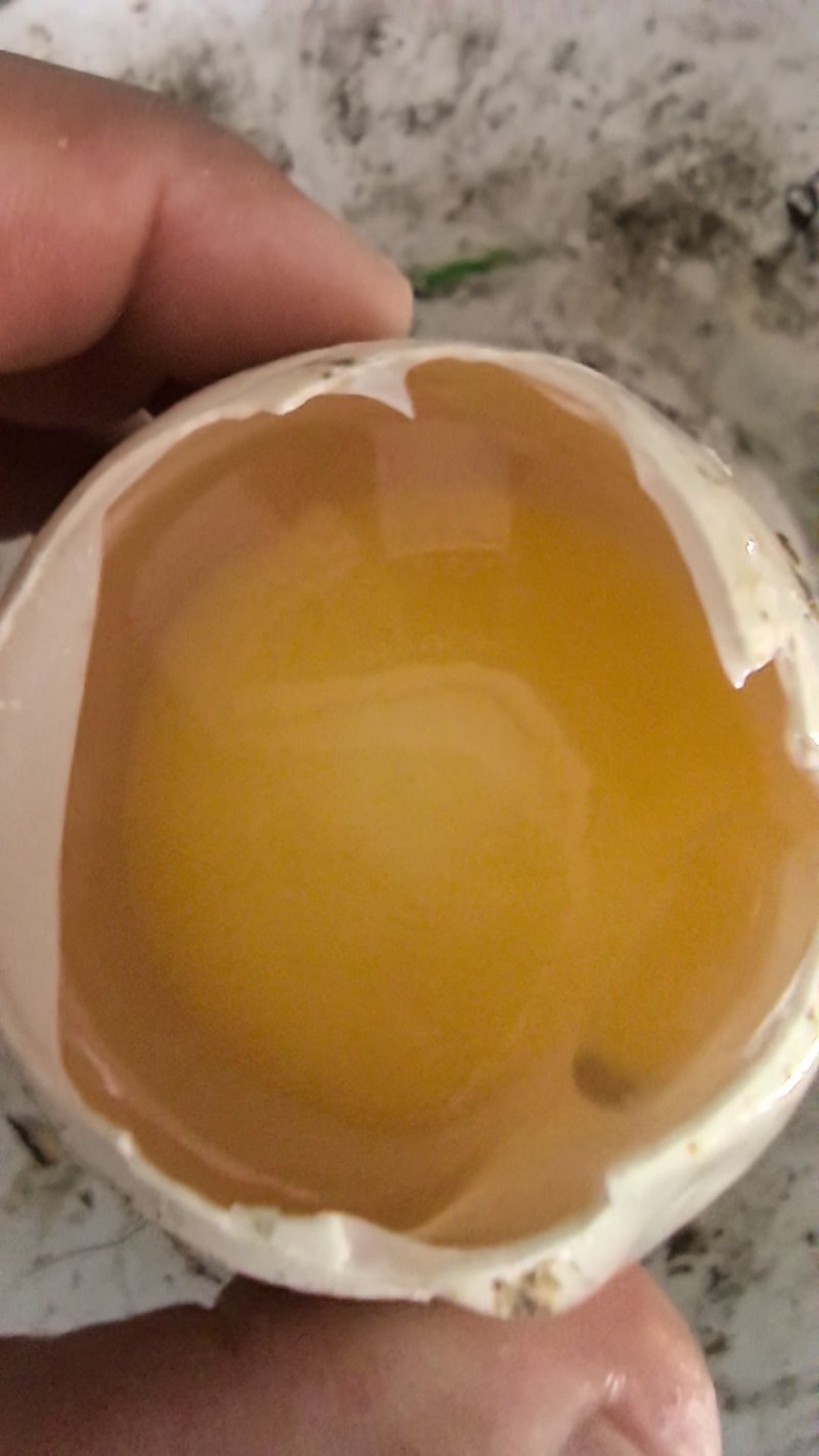 鲜鹅蛋