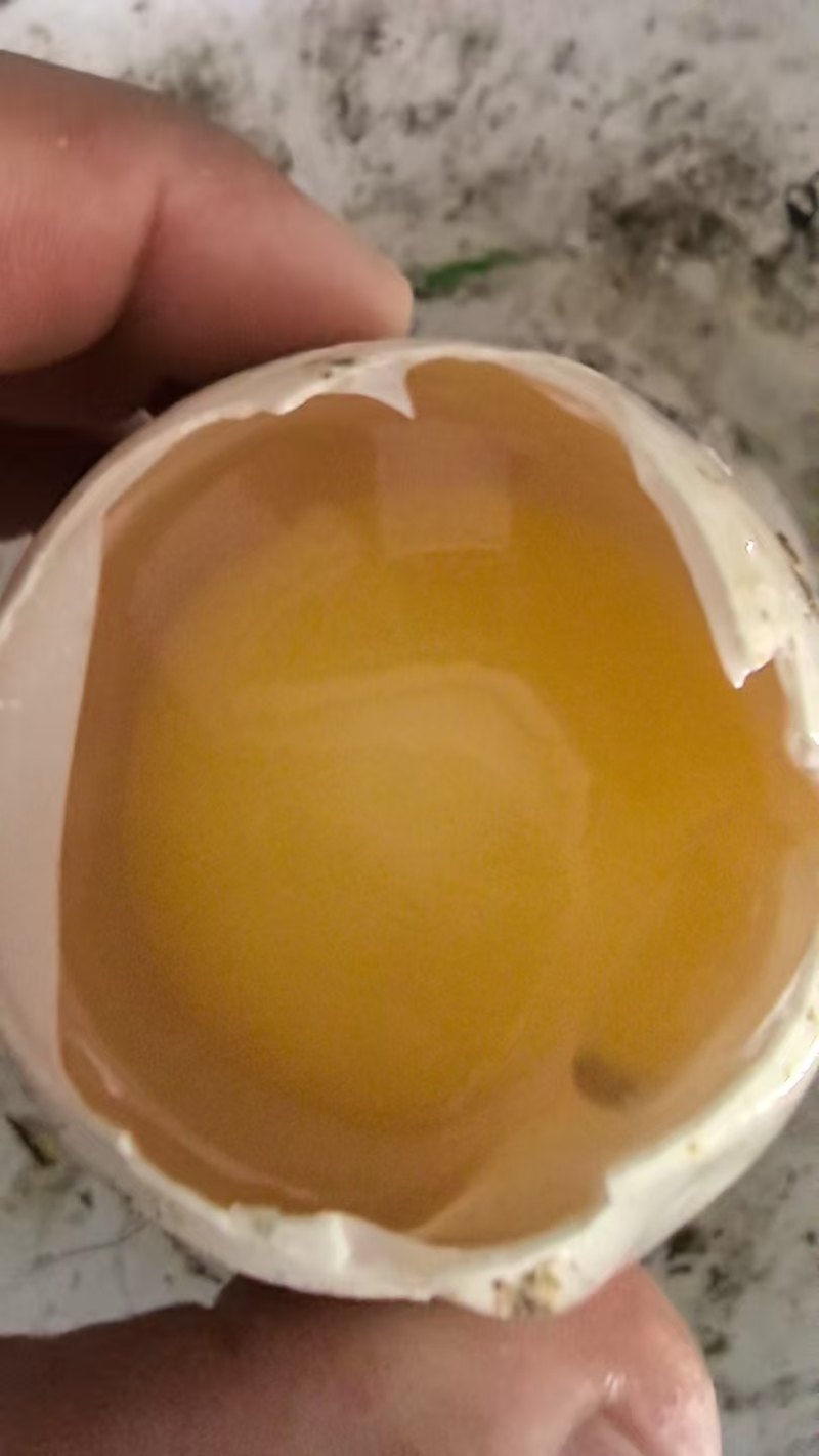 鲜鹅蛋