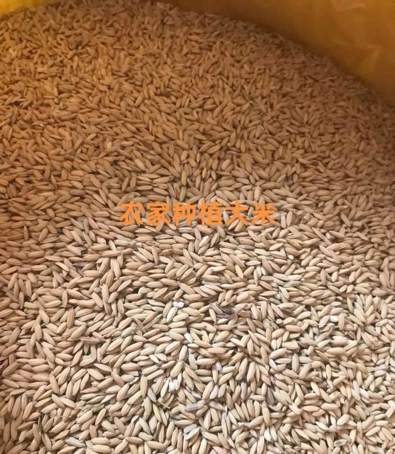 自家种的晚稻米