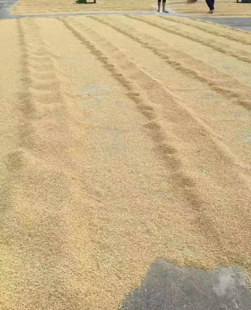 自家种的晚稻米