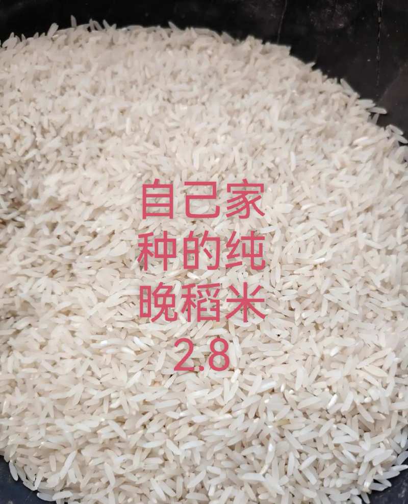 自家种的晚稻米