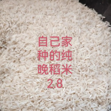自家种的晚稻米