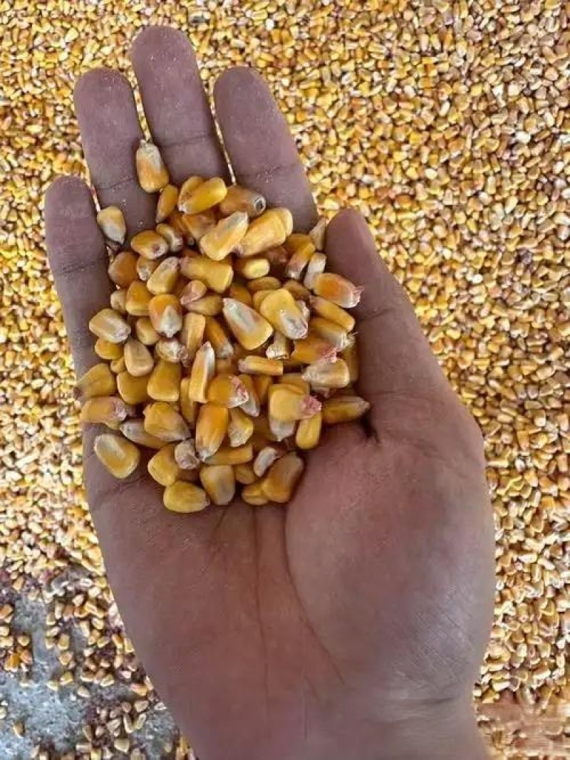 大宗玉米供应稳定，量充足欢迎洽谈