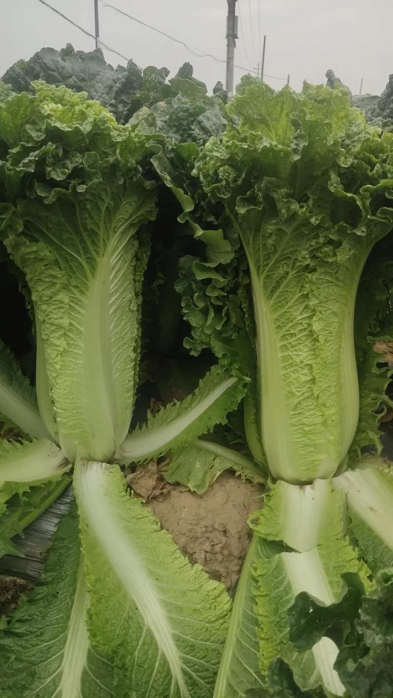 原产地量大管饱
