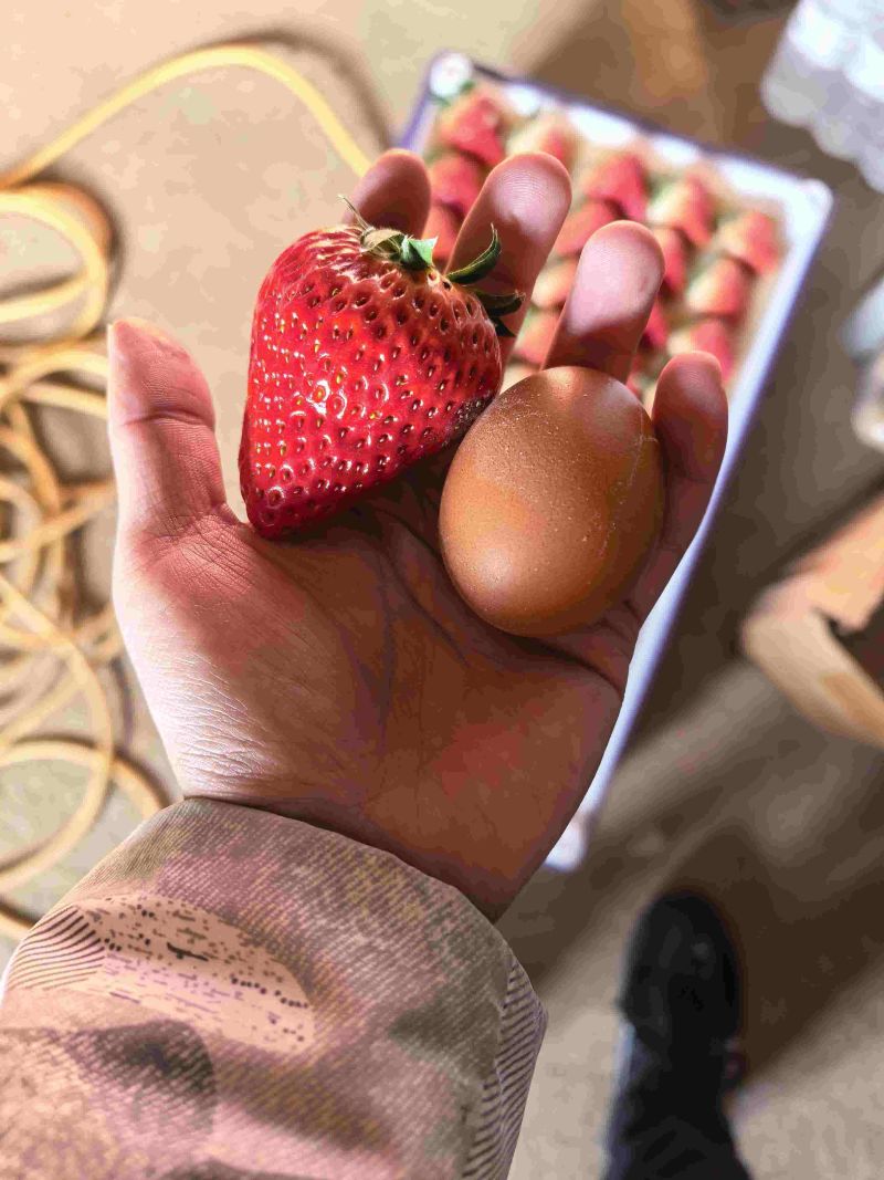 丹东99，规格齐全，通货精品礼盒水晶盒都可以做
