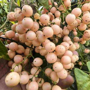 金果榄种子