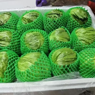 精品球生菜
