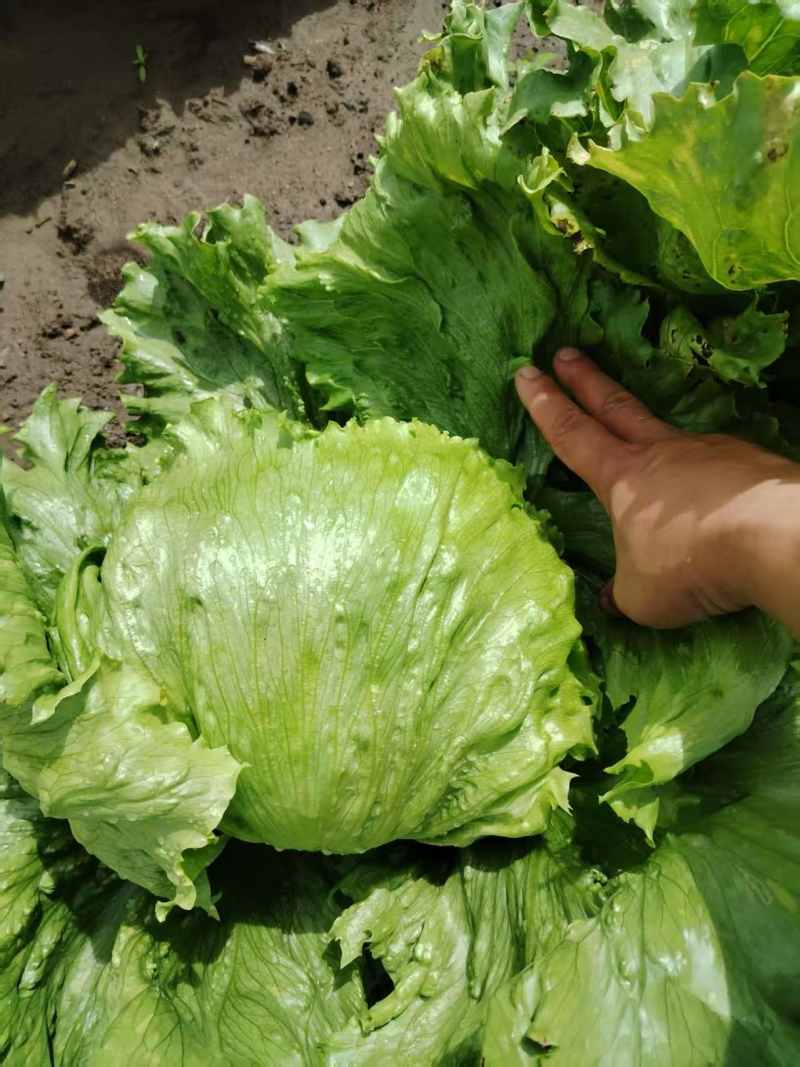 精品球生菜