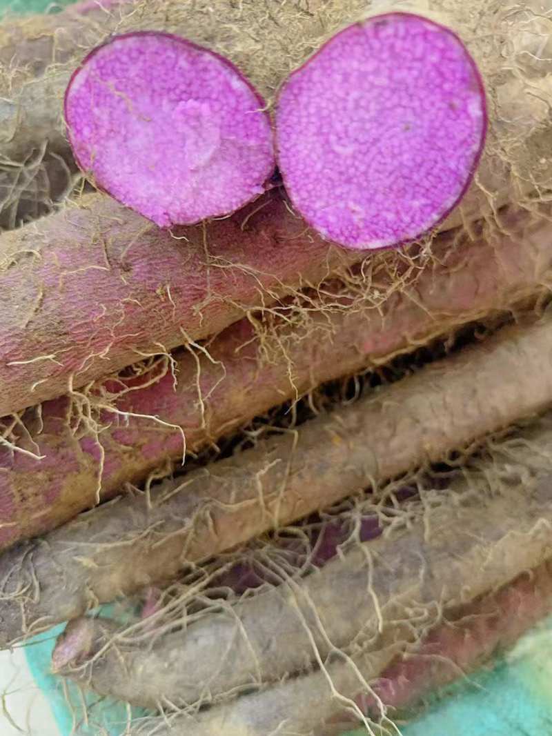 德庆紫玉淮山新鲜挖