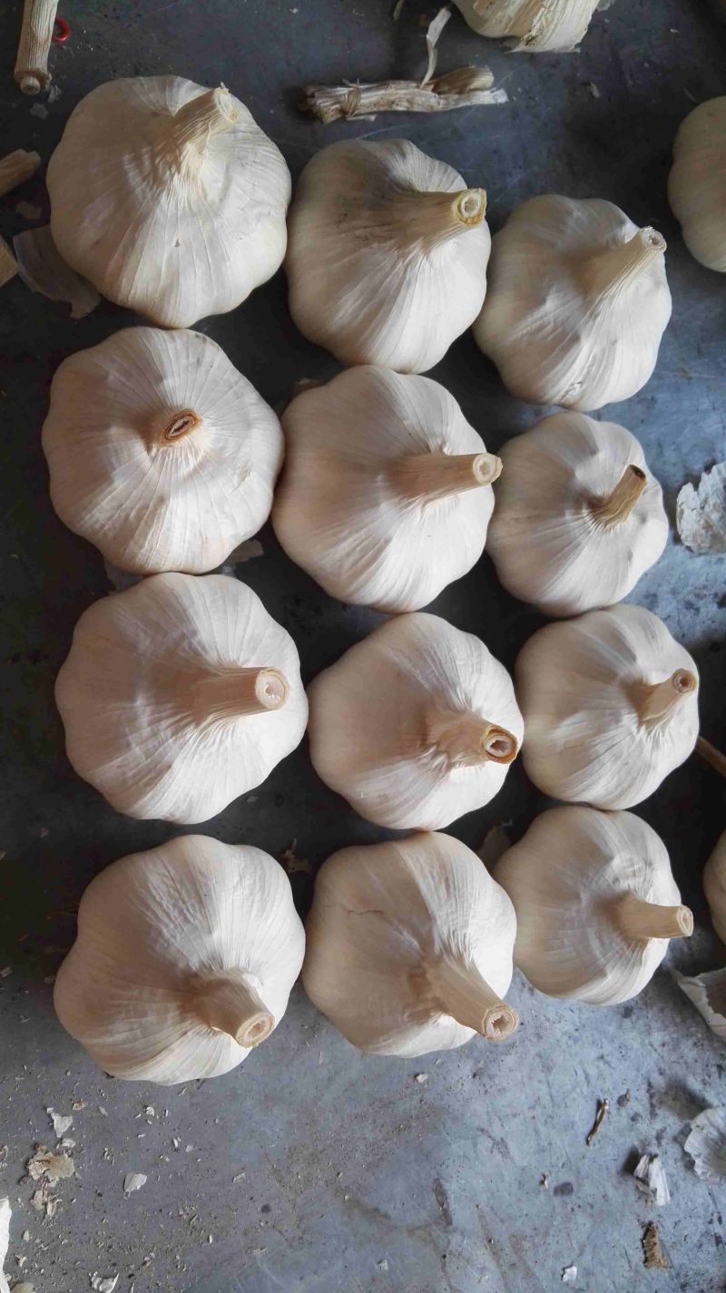 金乡白蒜