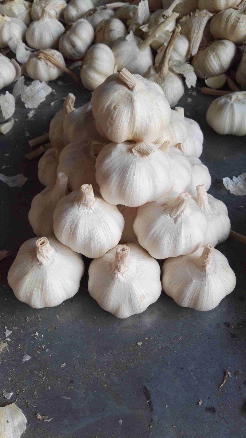 金乡白蒜