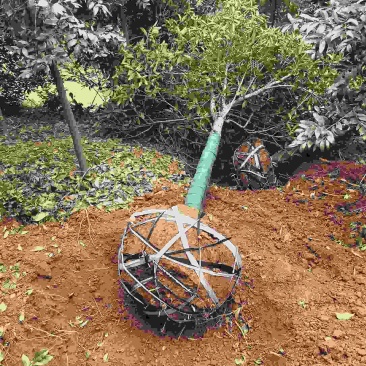 桂花丹桂红桂花