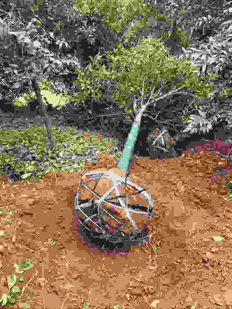 桂花丹桂红桂花