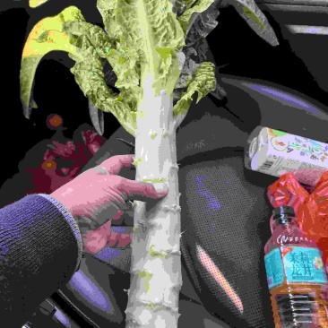 浙江台州莴笋，货量充足，诚信代办，