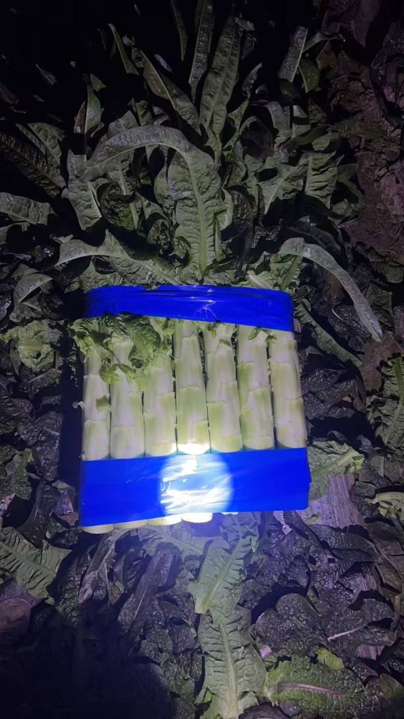 浙江台州莴笋，货量充足，诚信代办，