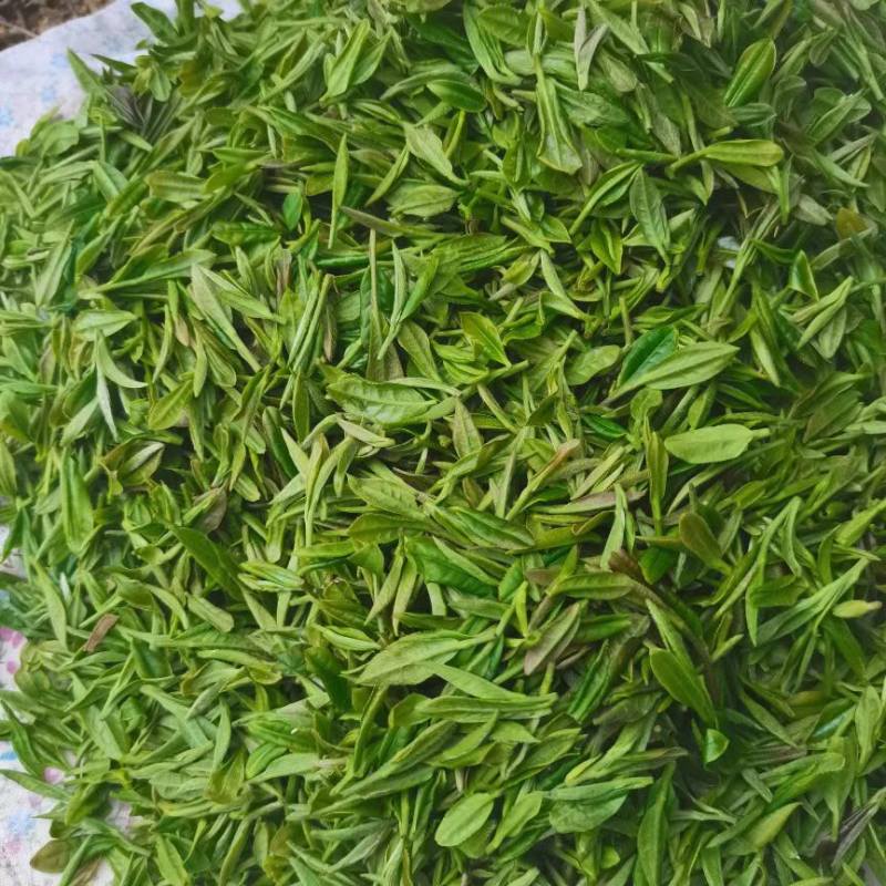 信阳毛尖茶叶2026年雨春茶口粮茶500克散装包邮