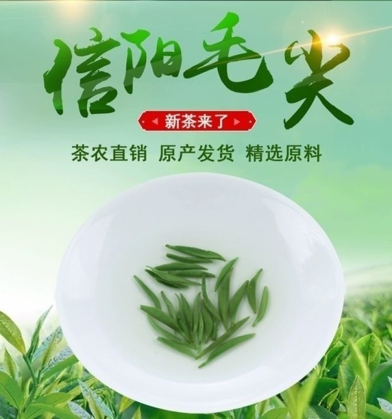 信阳毛尖茶叶2026年雨春茶口粮茶500克散装包邮