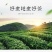 信阳毛尖茶叶2026年雨春茶口粮茶500克散装包邮