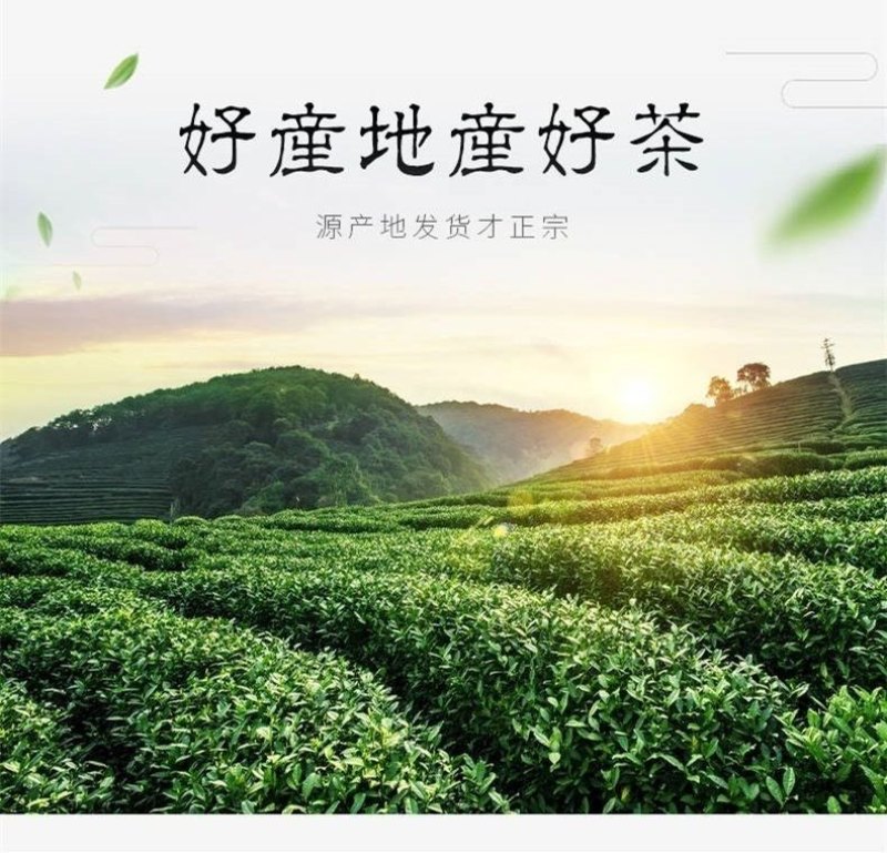 信阳毛尖茶叶2026年雨春茶口粮茶500克散装包邮
