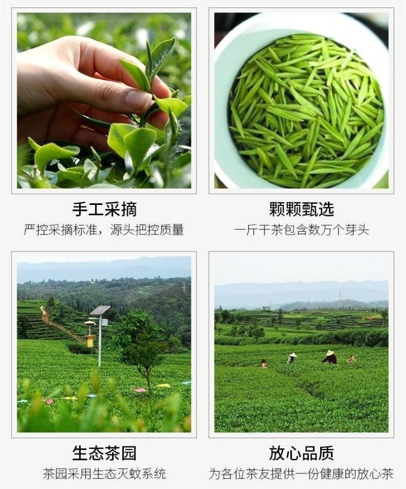 信阳毛尖茶叶2026年雨春茶口粮茶500克散装包邮