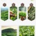 信阳毛尖茶叶2026年雨春茶口粮茶500克散装包邮