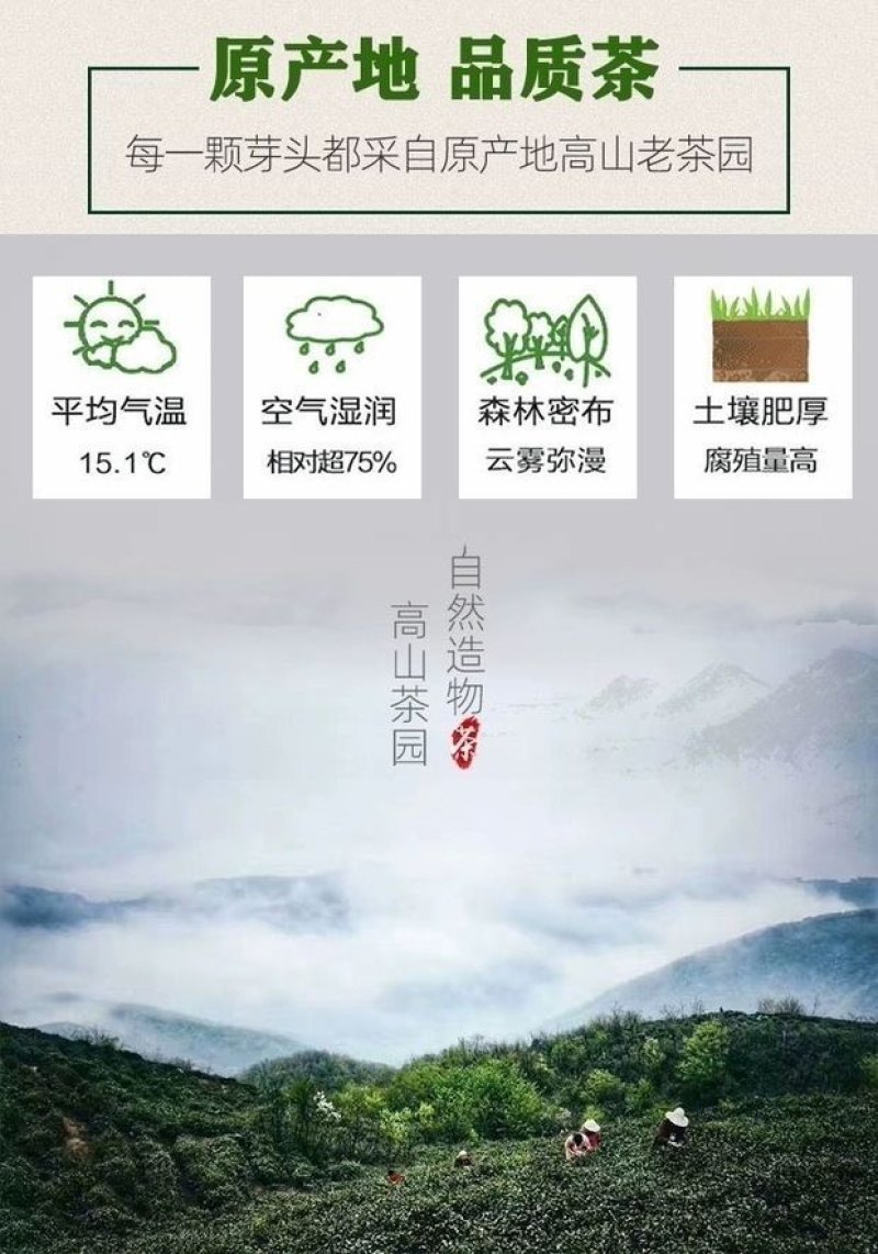 信阳毛尖茶叶2026年雨春茶口粮茶500克散装包邮