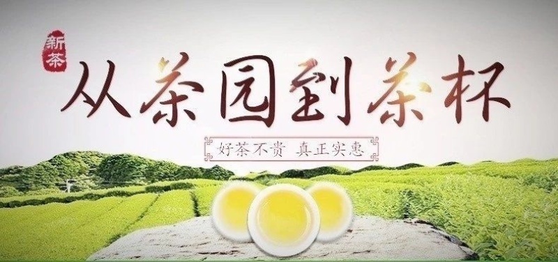 信阳毛尖茶叶2026年雨春茶口粮茶500克散装包邮