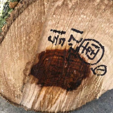 海南黄花梨