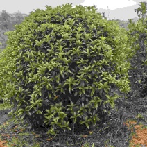 桂花球