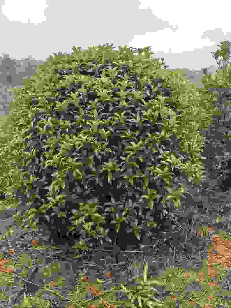 桂花球