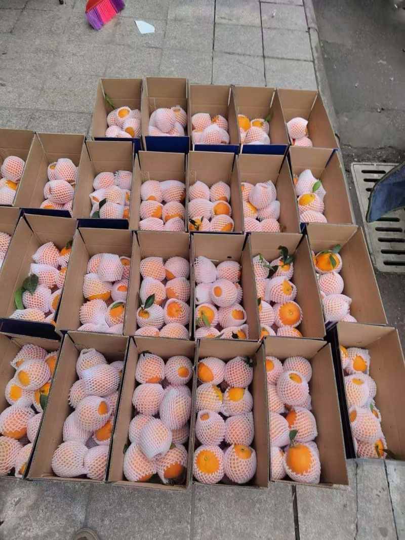 高山精品健康甜橙、自产自销、无其他任何费用